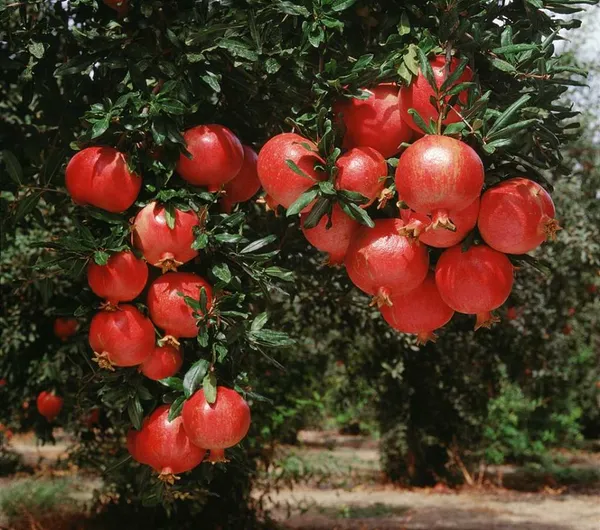 Red_Silk_Jambo_Size_Pomegranate_Fruit_Plant_For_Gardening_1.5-3.5_Ft_Hight_Best_Selling_Plant_,Pomegranate_Healthy_Fruit_Plant_Age_1.5_Years_(Air_Layering,_Pack_Of_1)