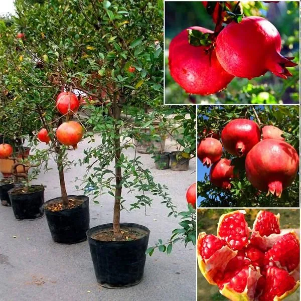 Red_Silk_Jambo_Size_Pomegranate_Fruit_Plant_For_Gardening_1.5-3.5_Ft_Hight_Best_Selling_Plant_,Pomegranate_Healthy_Fruit_Plant_Age_1.5_Years_(Air_Layering,_Pack_Of_1)