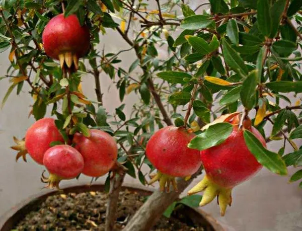 Red_Silk_Jambo_Size_Pomegranate_Fruit_Plant_For_Gardening_1.5-3.5_Ft_Hight_Best_Selling_Plant_,Pomegranate_Healthy_Fruit_Plant_Age_1.5_Years_(Air_Layering,_Pack_Of_1)
