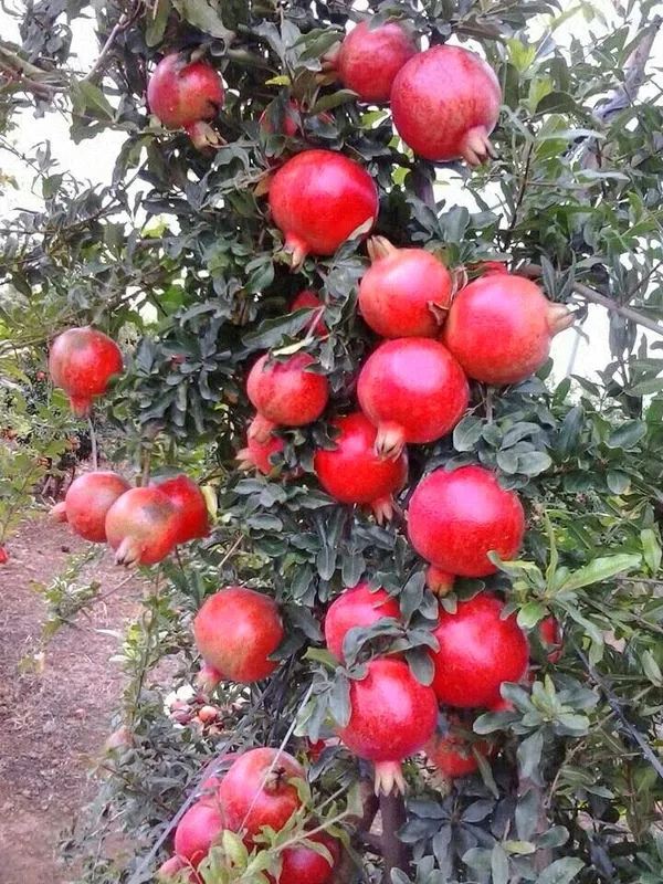 Red_Silk_Jambo_Size_Pomegranate_Fruit_Plant_For_Gardening_1.5-3.5_Ft_Hight_Best_Selling_Plant_,Pomegranate_Healthy_Fruit_Plant_Age_1.5_Years_(Air_Layering,_Pack_Of_1)