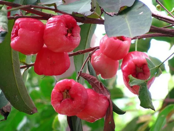 Rose_Apple/Gulab_Jamun_Plant
