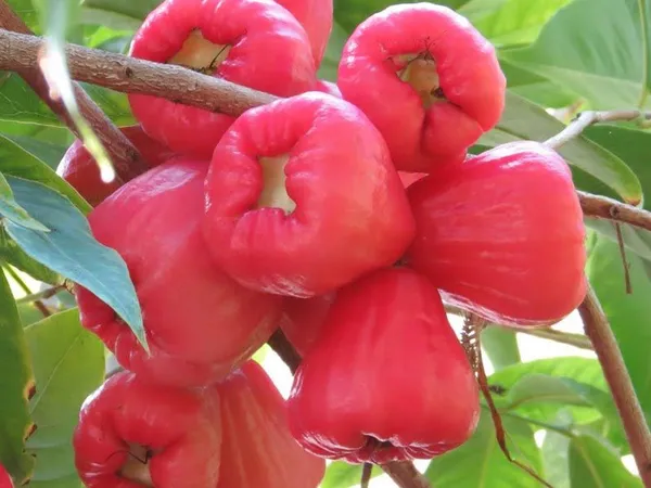 Rose_Apple/Gulab_Jamun_Plant