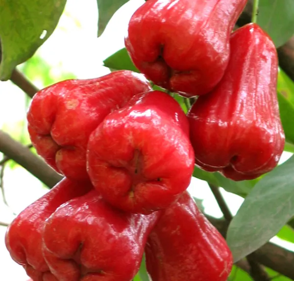 Rose_Apple/Gulab_Jamun_Plant