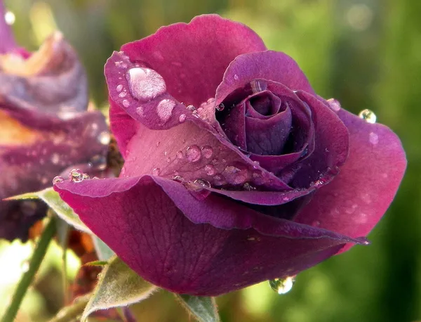 Rose_(Grafted)_Flowering_Plant_1.5-3.5_Ft_Hight_For_Home_Gardening_(Hybrid,_Pack_Of_1)