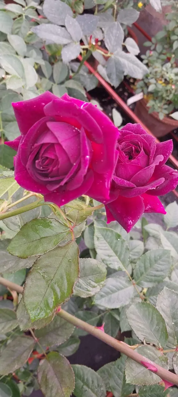 Rose_(Grafted)_Flowering_Plant_1.5-3.5_Ft_Hight_For_Home_Gardening_(Hybrid,_Pack_Of_1)
