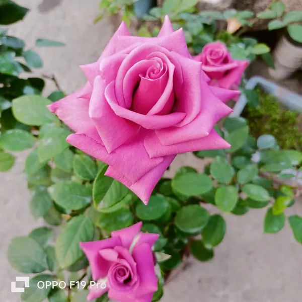 Rose_(Purple)_Flowering__Plant_For_Home_Gardening_(Hybrid,_Pack_Of_1)