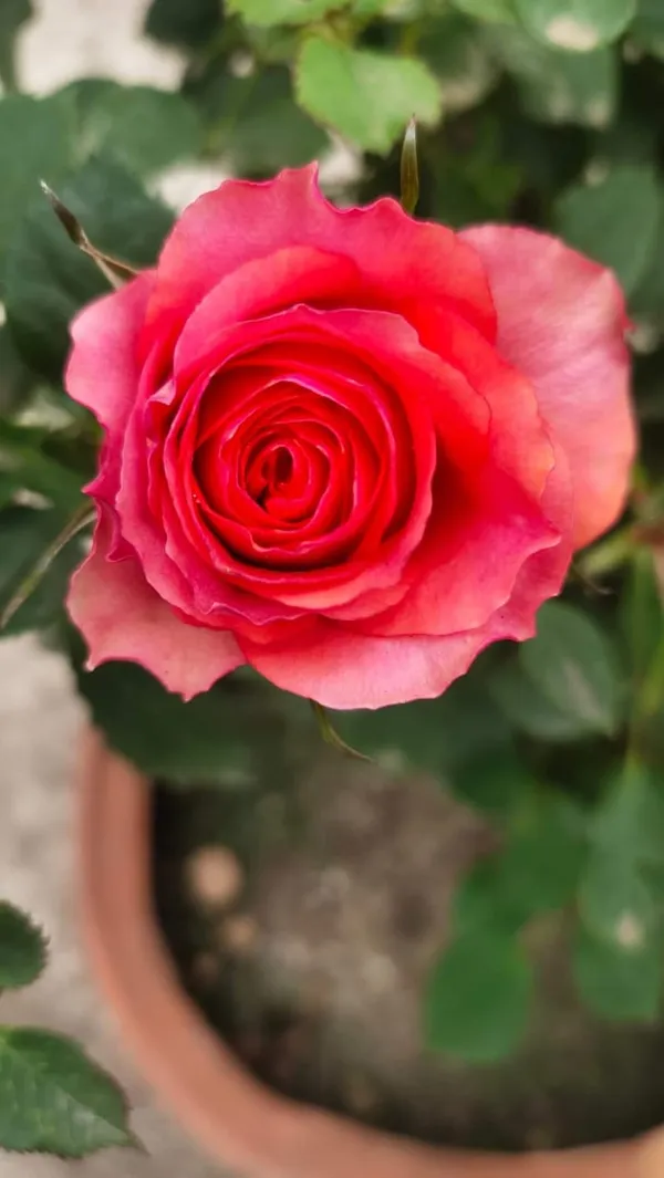 Rose_(Red)_Grafted_Flower_Plant_(1.5-3.5_Ft_Hight)_For_Home_Gardening_(Hybrid,_Pack_Of_1)