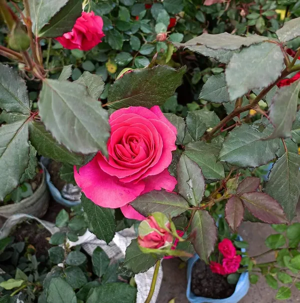 Rose_(Red)_Grafted_Flower_Plant_(1.5-3.5_Ft_Hight)_For_Home_Gardening_(Hybrid,_Pack_Of_1)