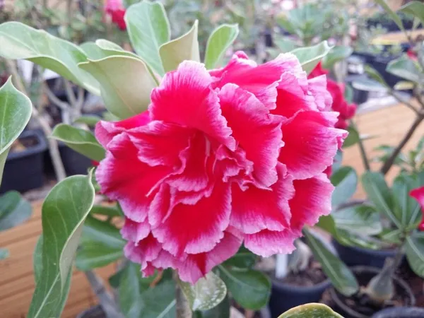 Rosey_Verity_Grafted_Adenium_Plant_(_Pack_of1)