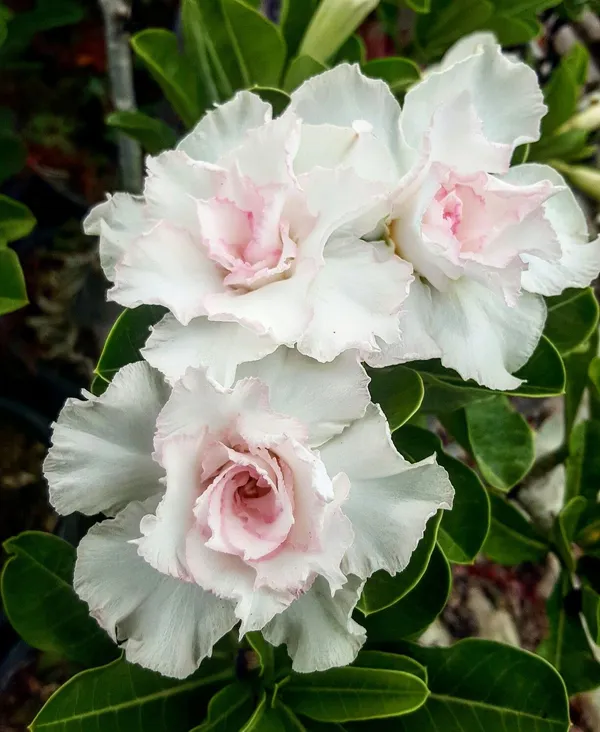 Rosey_Verity_Grafted_Adenium_Plant_(_Pack_of_1)