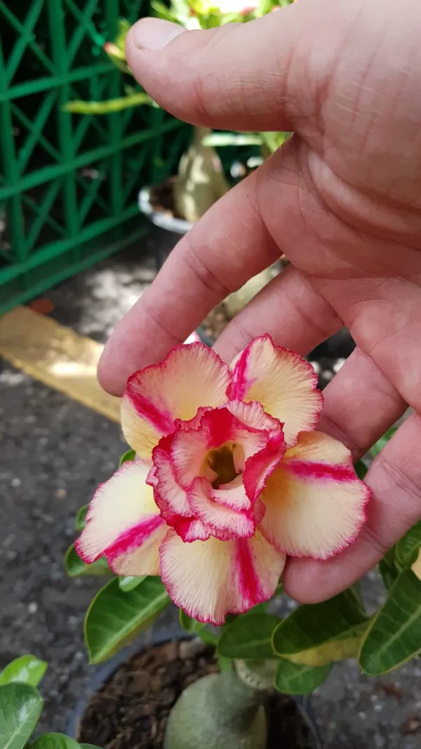 Rosey_Verity_Grafted_Adenium_Plant_(Pack_of_1)