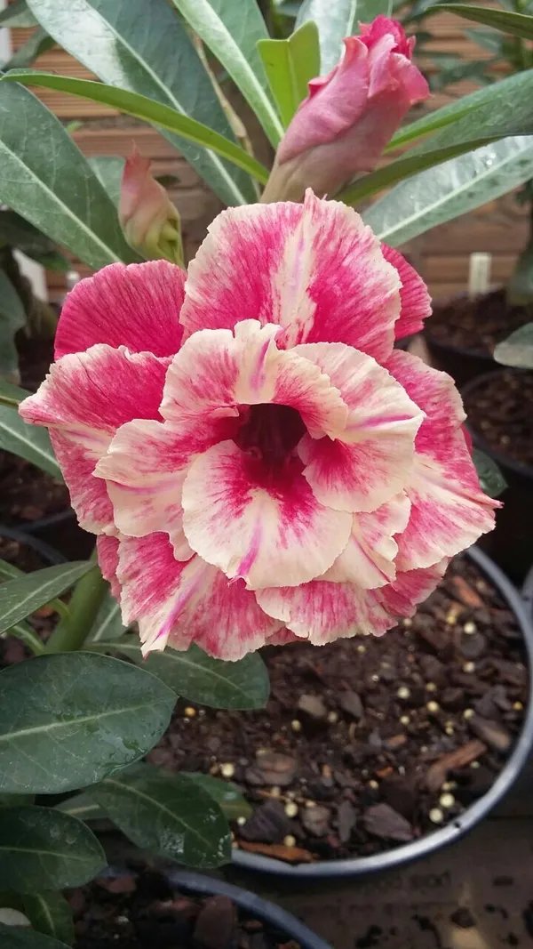 Rosey_Verity_Grafted_Adenium_Plant_(_Plant_Of_1_)