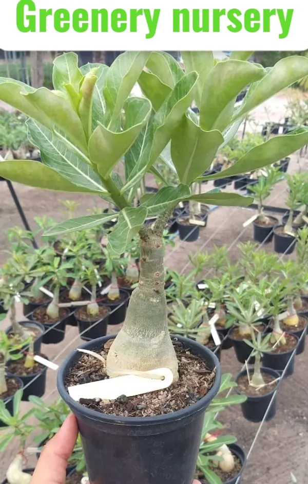Adenium_Desert_Rose_Plant_(Grafted)