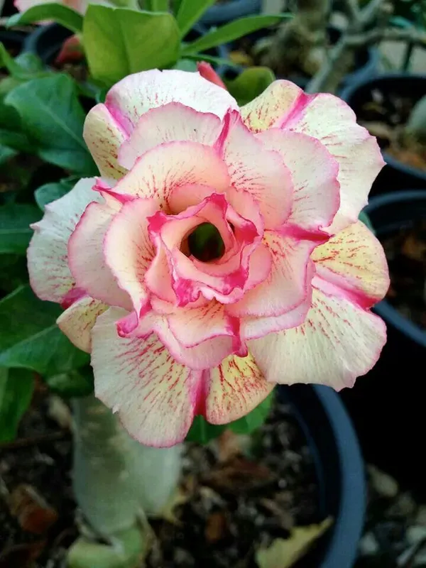 Adenium_Desert_Rose_Plant_(Grafted)