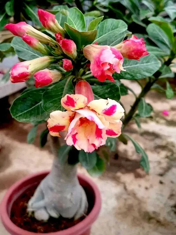 Adenium_Desert_Rose_Plant_(Grafted)