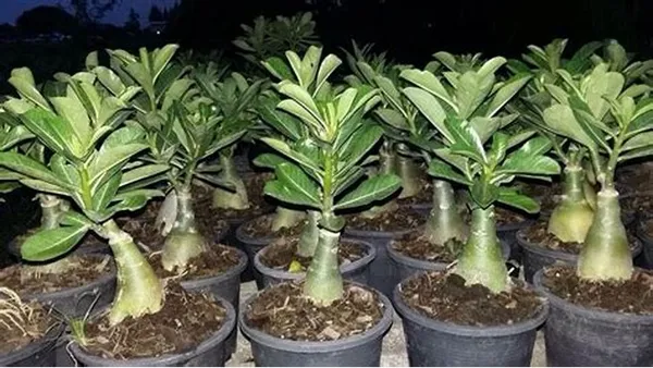 Adenium_Desert_Rose_Plant_(Grafted)