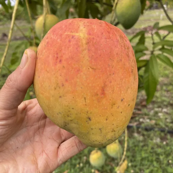 Rosigold_Variety_Super_Tasty_&_Hybrid_Mango_Fruit_Plant_(1.5-3.5_Ft_Hight)_For_Home_Gardening_Rosigold_Grafted_Mango_Plant_(Pack_Of_1)