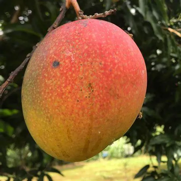 Rosigold_Variety_Super_Tasty_&_Hybrid_Mango_Fruit_Plant_(1.5-3.5_Ft_Hight)_For_Home_Gardening_Rosigold_Grafted_Mango_Plant_(Pack_Of_1)