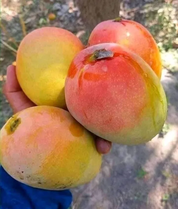 Rosigold_Variety_Super_Tasty_&_Hybrid_Mango_Fruit_Plant_(1.5-3.5_Ft_Hight)_For_Home_Gardening_Rosigold_Grafted_Mango_Plant_(Pack_Of_1)