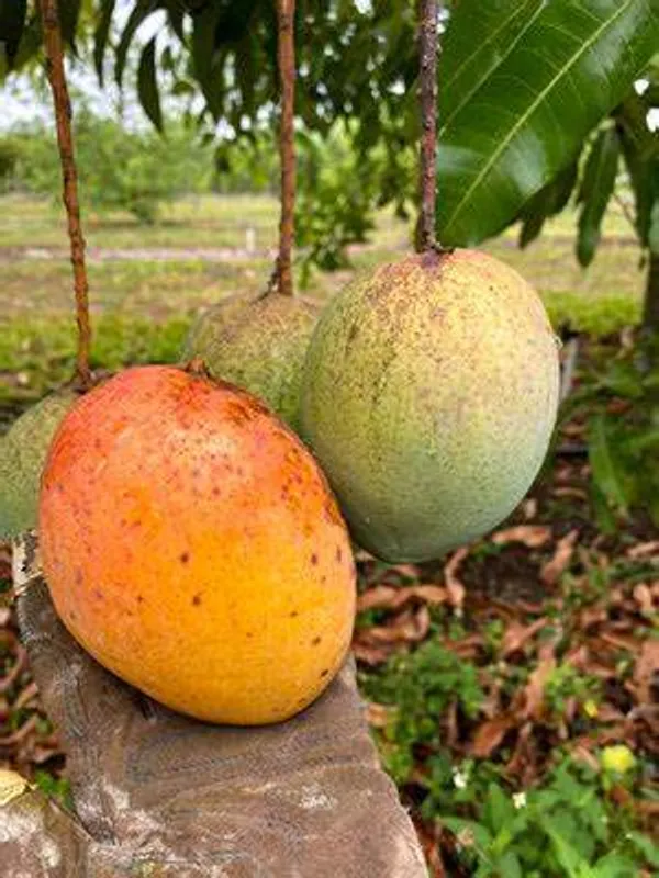 Rosigold_Variety_Super_Tasty_&_Hybrid_Mango_Fruit_Plant_(1.5-3.5_Ft_Hight)_For_Home_Gardening_Rosigold_Grafted_Mango_Plant_(Pack_Of_1)