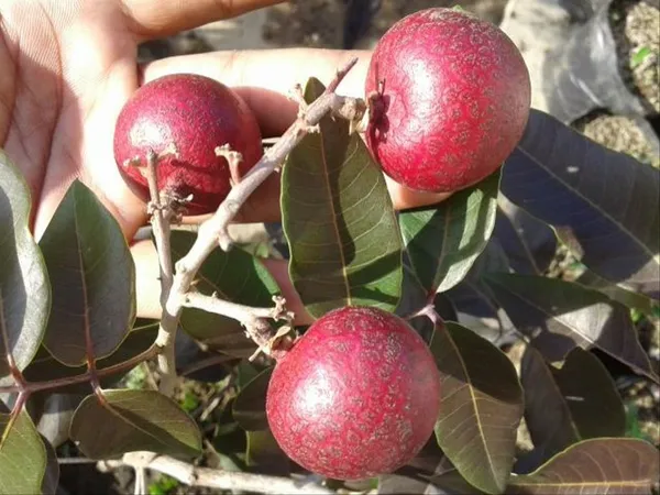 Ruby_Longan_Plant_Original_Grafted_Fruit_Plants_&_Tree(2-3_Ft_Size)_Healthy_Plant_In_Nursery_Grow_Bag_Pack_of_1_Ready_To_Bloom_After_Planting_Fruit_Come_Within_12_Months