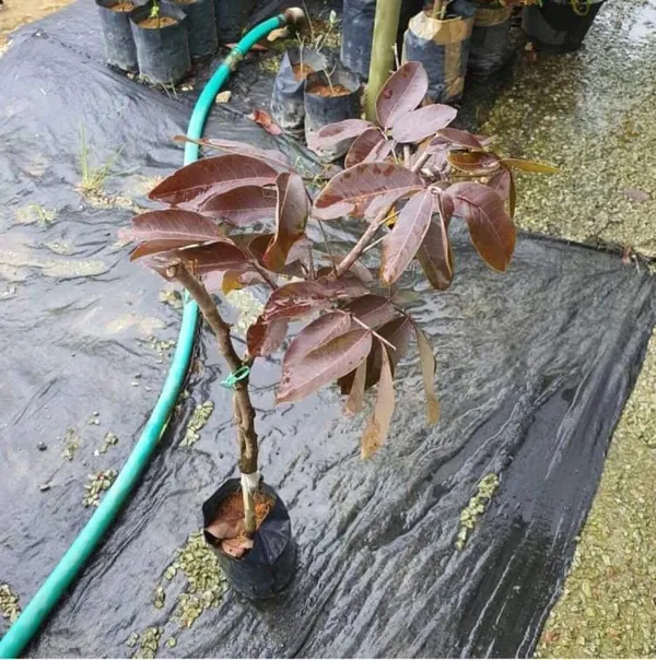 Ruby_Longan_Plant_Original_Grafted_Fruit_Plants_&_Tree(2-3_Ft_Size)_Healthy_Plant_In_Nursery_Grow_Bag_Pack_of_1_Ready_To_Bloom_After_Planting_Fruit_Come_Within_12_Months