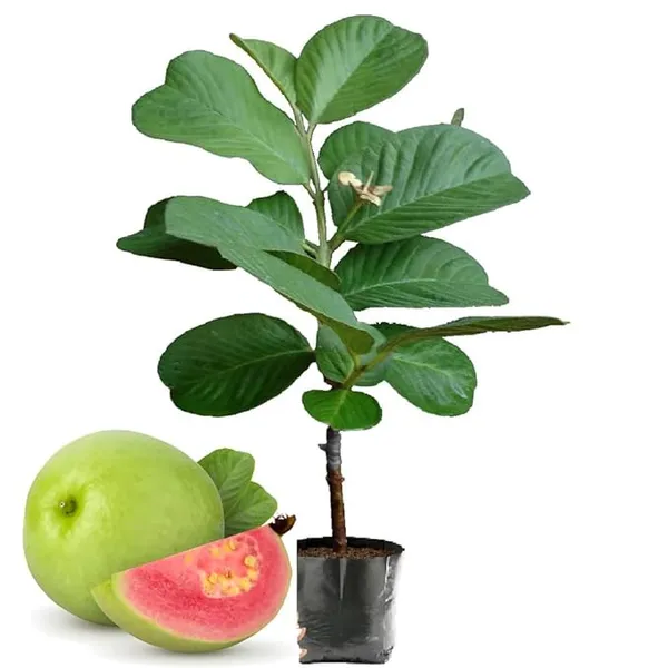 Seedless_Amrud__Red_Diamond_Guava_Grafted_Plant_&_Tree_(Pack_Of_1)_Hight_Of_The_Plant_1.5-2_Ft