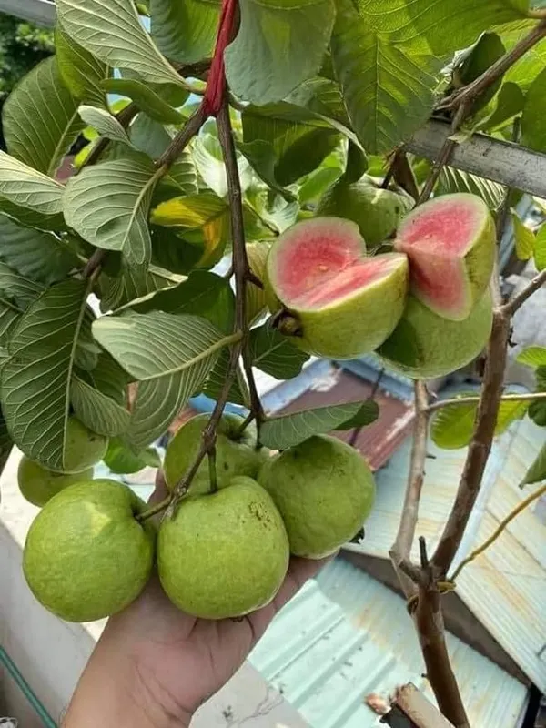 Seedless_Amrud__Red_Diamond_Guava_Grafted_Plant_&_Tree_(Pack_Of_1)_Hight_Of_The_Plant_1.5-2_Ft