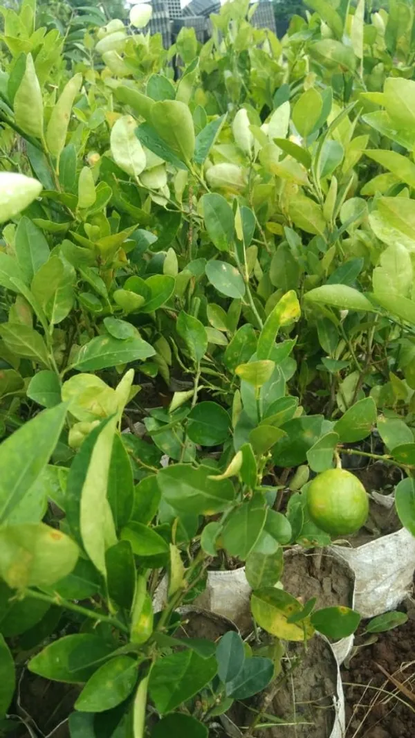 Seedless_Lemon/Nimboo/Lime_Fruit_Plant_&_Tree_(1.5-3.5_Ft_Size)_Grafted_Seedless_Lemon_Plant_(Hybrid,_Pack_Of_1)
