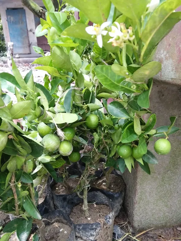 Seedless_Lemon/Nimboo/Lime_Fruit_Plant_&_Tree_(1.5-3.5_Ft_Size)_Grafted_Seedless_Lemon_Plant_(Hybrid,_Pack_Of_1)