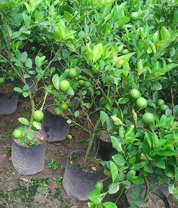 Seedless_Lemon/Nimboo/Lime_Fruit_Plant_&_Tree_(1.5-3.5_Ft_Size)_Grafted_Seedless_Lemon_Plant_(Hybrid,_Pack_Of_1)