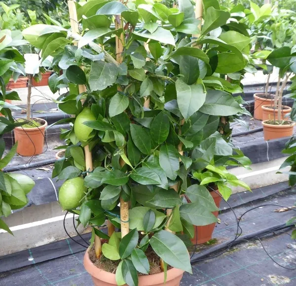 Seedless_Lemon/Nimboo/Lime_Fruit_Plant_&_Tree_(1.5-3.5_Ft_Size)_Grafted_Seedless_Lemon_Plant_(Hybrid,_Pack_Of_1)
