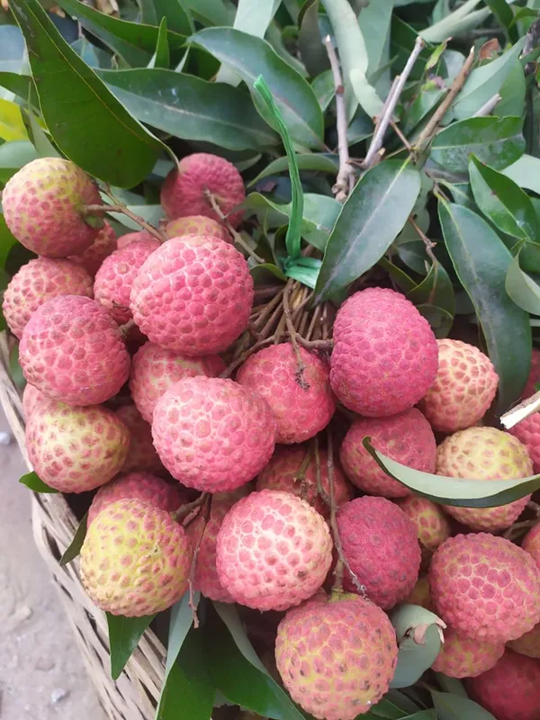 CHINA_3_Seedless_Litchi_Lychee_plant_Air_Layering__Variety_Litchi_Chinese's_Sweet_Tasty_Hybrid_Litchi__Plant_1.5-2_Ft
