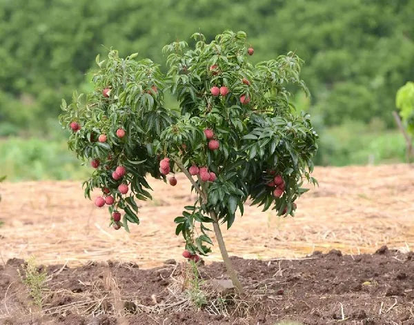 CHINA_3_Seedless_Litchi_Lychee_plant_Air_Layering__Variety_Litchi_Chinese's_Sweet_Tasty_Hybrid_Litchi__Plant_1.5-2_Ft