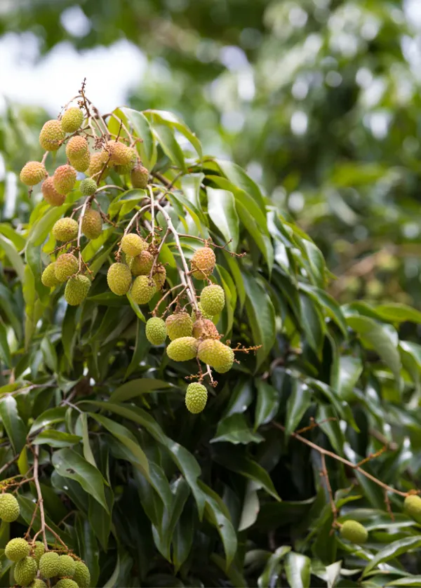 CHINA_3_Seedless_Litchi_Lychee_plant_Air_Layering__Variety_Litchi_Chinese's_Sweet_Tasty_Hybrid_Litchi__Plant_1.5-2_Ft