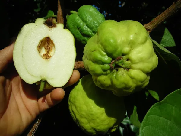 Seedless_(Grafted)_Madhuri_Guava_Hybrid_Fruit_Plant_&_Tree_For_Home_Garden_(Pack_of_1)