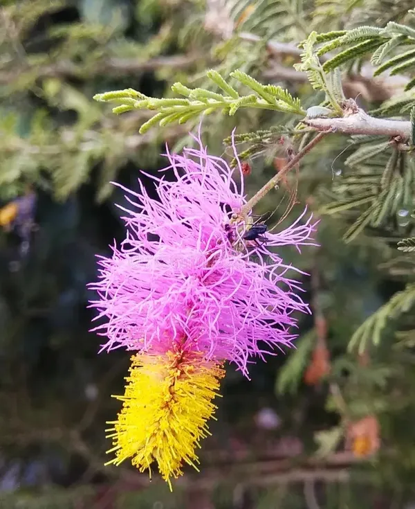 Shami_Flower_Plant_&_Tree_(1.5-3.5_Ft_Hight)_Shami_Highly_Benefited_Plant_||_Shami_Plant_Good_For_Pujja_(Hybrid,_Pack_Of_1)