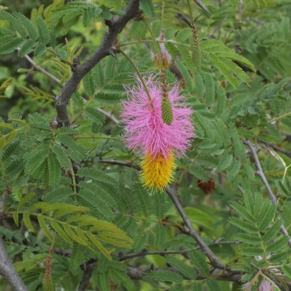 Shami_Flower_Plant_&_Tree_(1.5-3.5_Ft_Hight)_Shami_Highly_Benefited_Plant_||_Shami_Plant_Good_For_Pujja_(Hybrid,_Pack_Of_1)