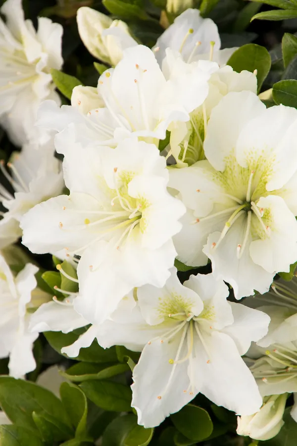 Snow_White_Azalea_Beautiful_Flowering_Plant_For_Shrub/Bush/Home_Gardening_(Hybrid,_Pack_Of_1)