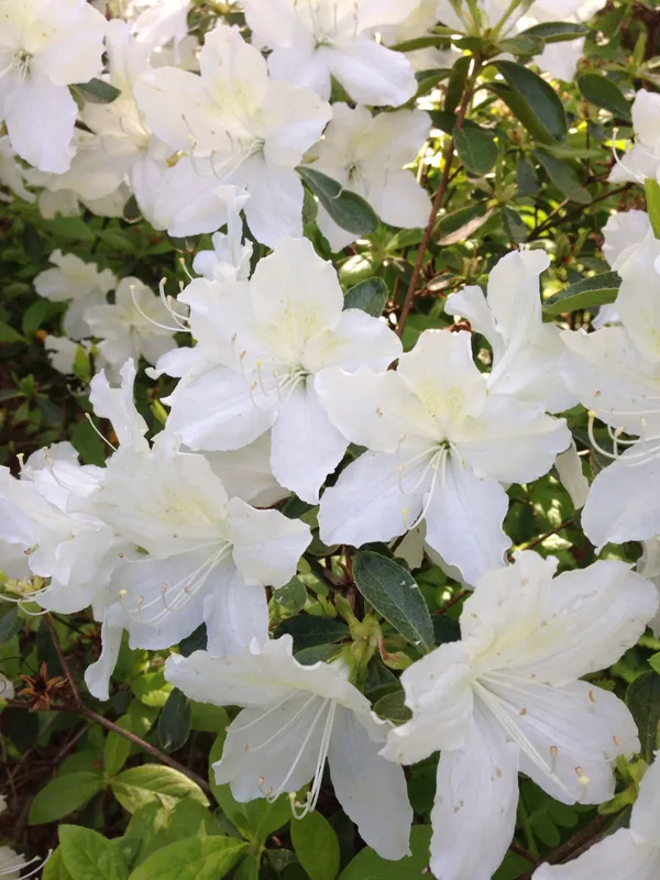 Snow_White_Azalea_Beautiful_Flowering_Plant_For_Shrub/Bush/Home_Gardening_(Hybrid,_Pack_Of_1)