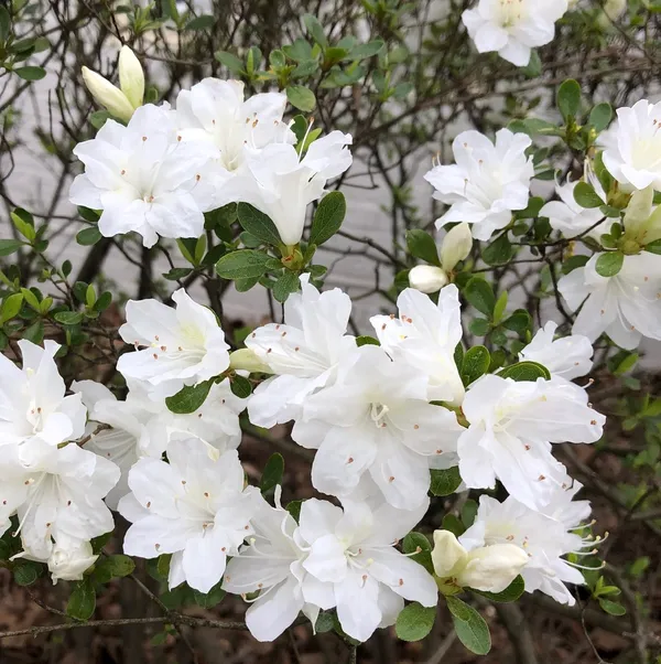 Snow_White_Azalea_Beautiful_Flowering_Plant_For_Shrub/Bush/Home_Gardening_(Hybrid,_Pack_Of_1)