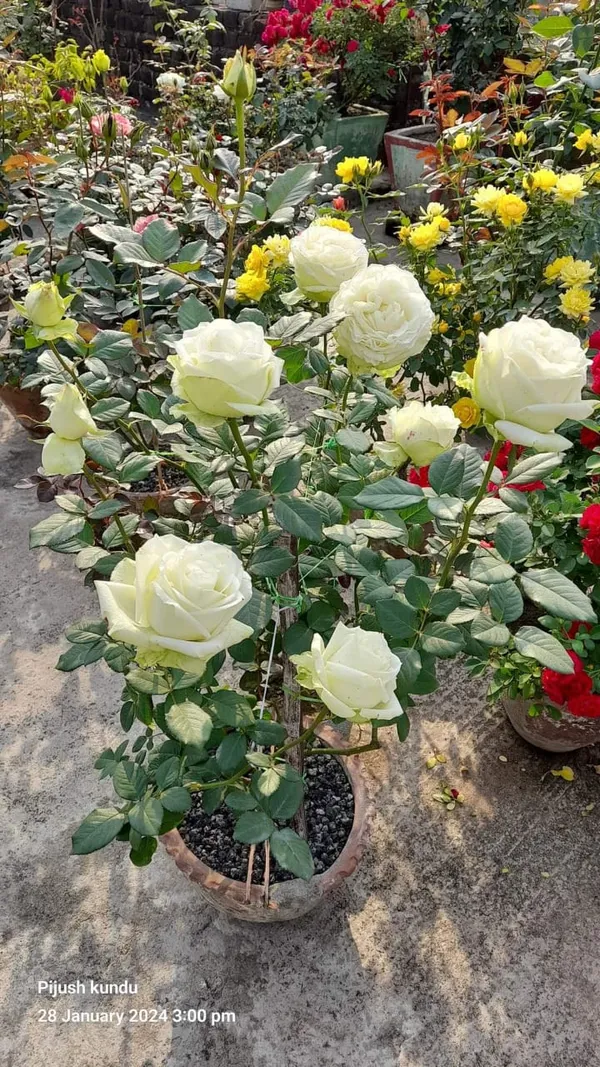 Snow_White_Rose_Flowering_Plant_(1.5-3.5_Ft_Hight)_For_Home_Gardening_(Hybrid,_Pack_Of_1)