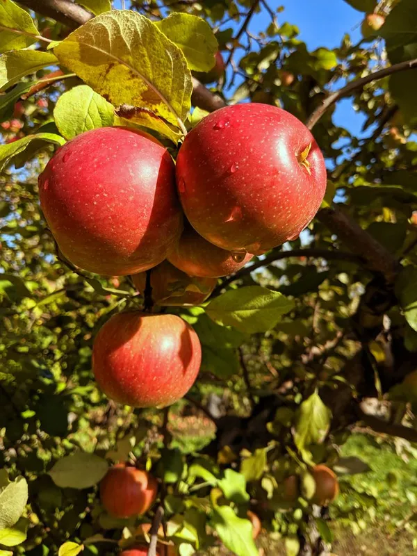 Uttarakhand_Sugarbee_Hybrid_Apple_Fruit_Plant_For_Home_Gardening,_Best_Selling_Apple_Plant_In_This_Years,_Suitable_Location:_Outdoor,_Plant_Age:_1.5_Years_(Air_Layering,_Pack_Of_1)