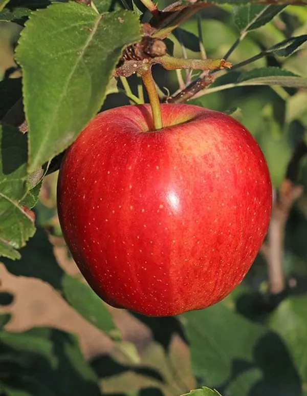 Uttarakhand_Sugarbee_Hybrid_Apple_Fruit_Plant_For_Home_Gardening,_Best_Selling_Apple_Plant_In_This_Years,_Suitable_Location:_Outdoor,_Plant_Age:_1.5_Years_(Air_Layering,_Pack_Of_1)