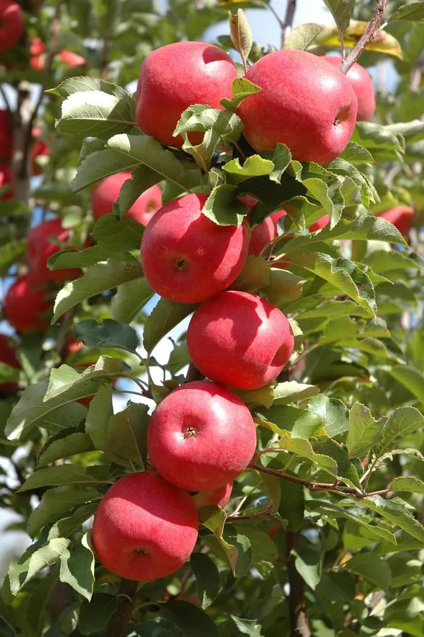 Uttarakhand_Sugarbee_Hybrid_Apple_Fruit_Plant_For_Home_Gardening,_Best_Selling_Apple_Plant_In_This_Years,_Suitable_Location:_Outdoor,_Plant_Age:_1.5_Years_(Air_Layering,_Pack_Of_1)