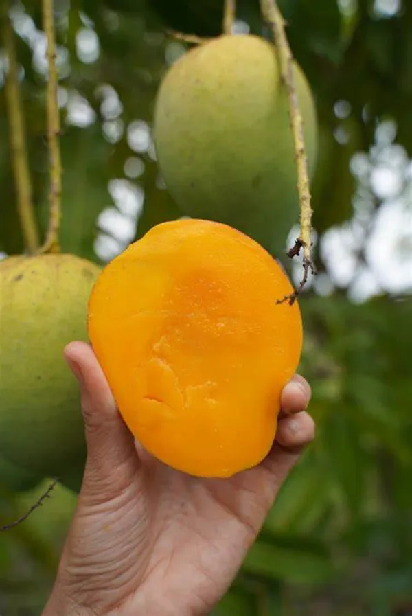 Surjopuri_(Grafted)_Mango_Fruit_Plant_&_Tree_For_Home_Gardening_(Hybrid,_Pack_Of_1)