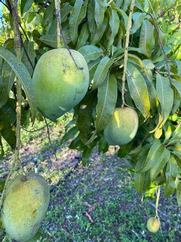 Surjopuri_(Grafted)_Mango_Fruit_Plant_&_Tree_For_Home_Gardening_(Hybrid,_Pack_Of_1)