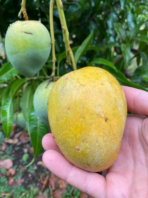 Surjopuri_(Grafted)_Mango_Fruit_Plant_&_Tree_For_Home_Gardening_(Hybrid,_Pack_Of_1)