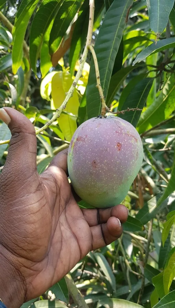 Suvarna_Rakha_Dwarf_Variety_(Air_Layering)_Mango_Fruit_1.5-3.5_Ft_Plant_&_Tree_For_Home_Gardening,_Original_Suvarna_Rakha_Mango_Plant_Limited_Stock,_Plant_Age:_1.5_Years_(Hybrid,_Pack_Of_1)