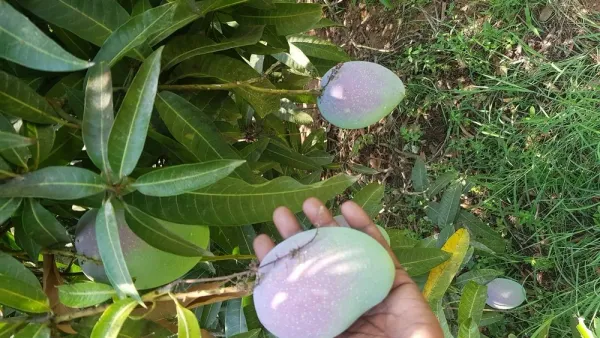 Suvarna_Rakha_Dwarf_Variety_(Air_Layering)_Mango_Fruit_1.5-3.5_Ft_Plant_&_Tree_For_Home_Gardening,_Original_Suvarna_Rakha_Mango_Plant_Limited_Stock,_Plant_Age:_1.5_Years_(Hybrid,_Pack_Of_1)